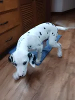 Rosaline's Boy Yellow, a male Dalmatian for sale in Groveton, TX – Photo 3 of 6