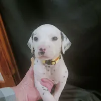 Rosaline's Boy Yellow, a male Dalmatian for sale in Groveton, TX – Photo 6 of 6