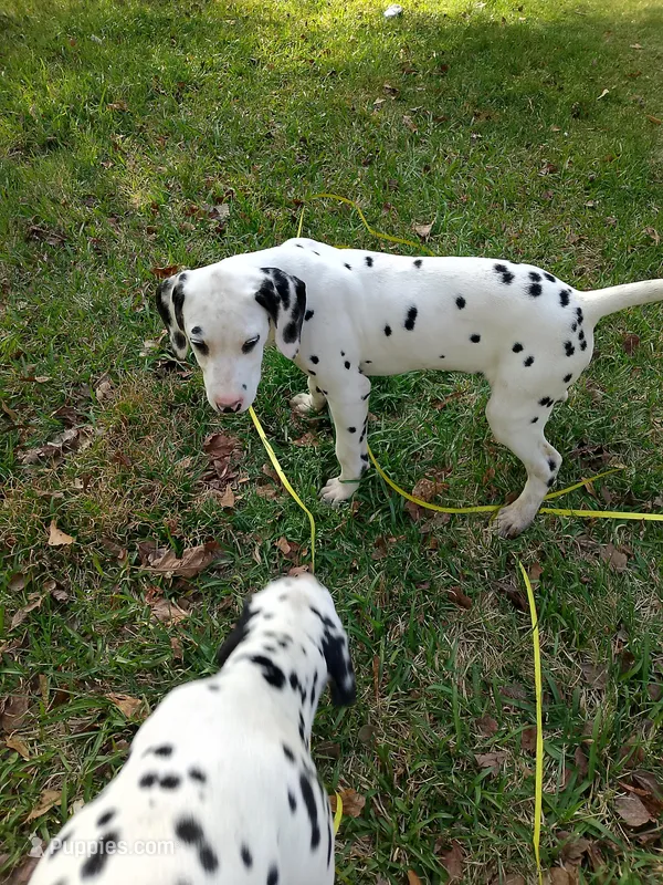 Rosaline's Boy Yellow – Dalmatian puppy for sale in Groveton, TX