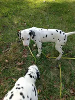 Rosaline's Boy Yellow, a male Dalmatian for sale in Groveton, TX – Photo 1 of 6