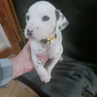 Rosaline's Boy Yellow, a male Dalmatian for sale in Groveton, TX – Photo 5 of 6