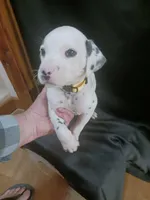 processed/b5bed411-53e7-41c7-915e-afc5210e6739/listing/52954b4d-32cd-4d51-9958-d05aa6287d61/e737d0cb-18f6-4c67-ac5c-05847d603a2d