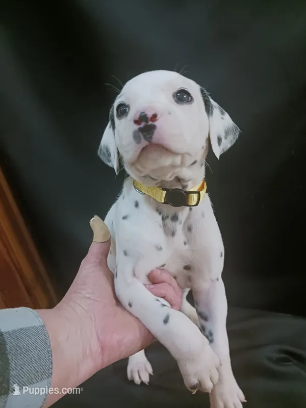 Rosaline's Boy Yellow