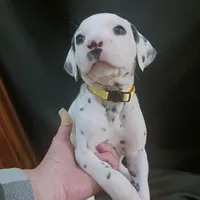 Rosaline's Boy Yellow, a male Dalmatian for sale in Groveton, TX – Photo 4 of 6