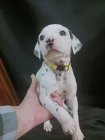 processed/b5bed411-53e7-41c7-915e-afc5210e6739/listing/52954b4d-32cd-4d51-9958-d05aa6287d61/f062aa39-5abf-458a-a331-0faf3cc97b0f