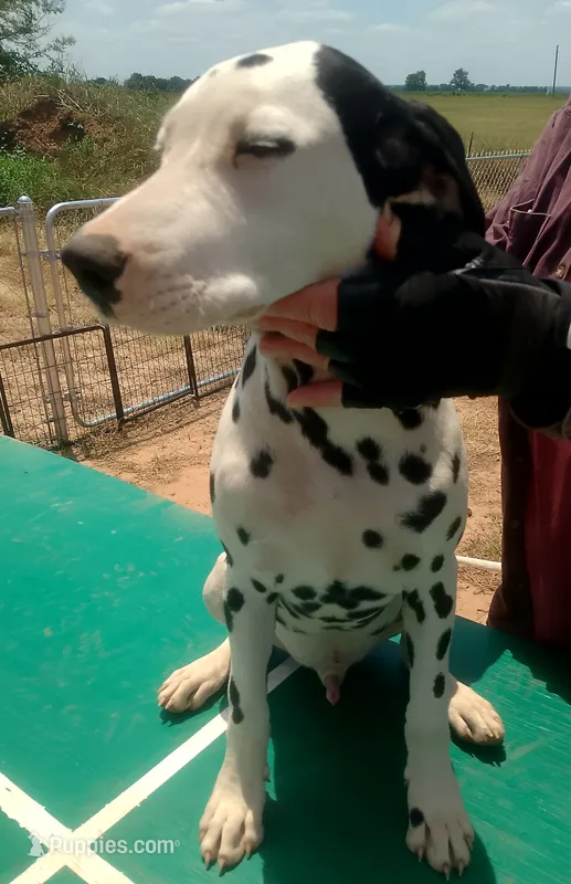 Benedick – Dalmatian puppy for sale in Groveton, TX