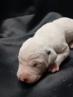 processed/b5bed411-53e7-41c7-915e-afc5210e6739/listing/5cfba6ae-81cb-412a-969b-e62b740bfe87/d46e56bb-81ad-42b8-81bf-8ee9dfa75698