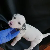 Rosaline's Girl Yellow, a female Dalmatian for sale in Groveton, TX – Photo 2 of 5