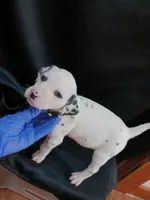 processed/b5bed411-53e7-41c7-915e-afc5210e6739/listing/8593e4df-df31-4ff5-b874-18c5d745255f/342ae503-6f91-4c9a-a193-0342cc8206ba