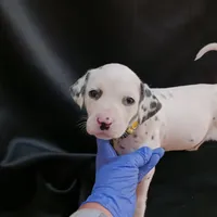 Rosaline's Girl Yellow, a female Dalmatian for sale in Groveton, TX – Photo 4 of 5