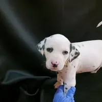 Rosaline's Girl Yellow, a female Dalmatian for sale in Groveton, TX – Photo 5 of 5