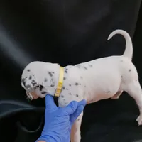 Rosaline's Girl Yellow, a female Dalmatian for sale in Groveton, TX – Photo 3 of 5