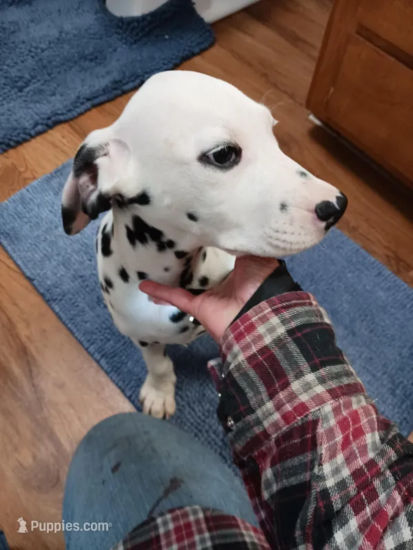 Rosaline Boy Green – Dalmatian puppy for sale in Groveton, TX