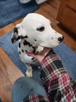 Rosaline Boy Green, a male Dalmatian for sale in Groveton, TX – Photo 3 of 7