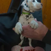 Rosaline Boy Green, a male Dalmatian for sale in Groveton, TX – Photo 7 of 7