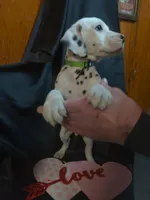 Rosaline Boy Green, a male Dalmatian for sale in Groveton, TX – Photo 3 of 3