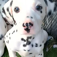 Rosaline Boy Green, a male Dalmatian for sale in Groveton, TX – Photo 4 of 7