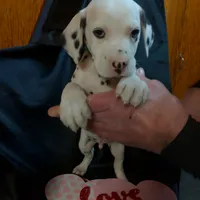 Rosaline Boy Green, a male Dalmatian for sale in Groveton, TX – Photo 5 of 7