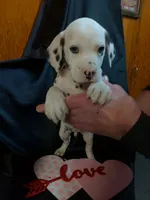 Rosaline Boy Green, a male Dalmatian for sale in Groveton, TX – Photo 1 of 3