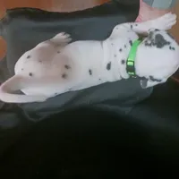 Rosaline Boy Green, a male Dalmatian for sale in Groveton, TX – Photo 6 of 7