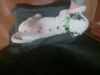 Rosaline Boy Green, a male Dalmatian for sale in Groveton, TX – Photo 2 of 3