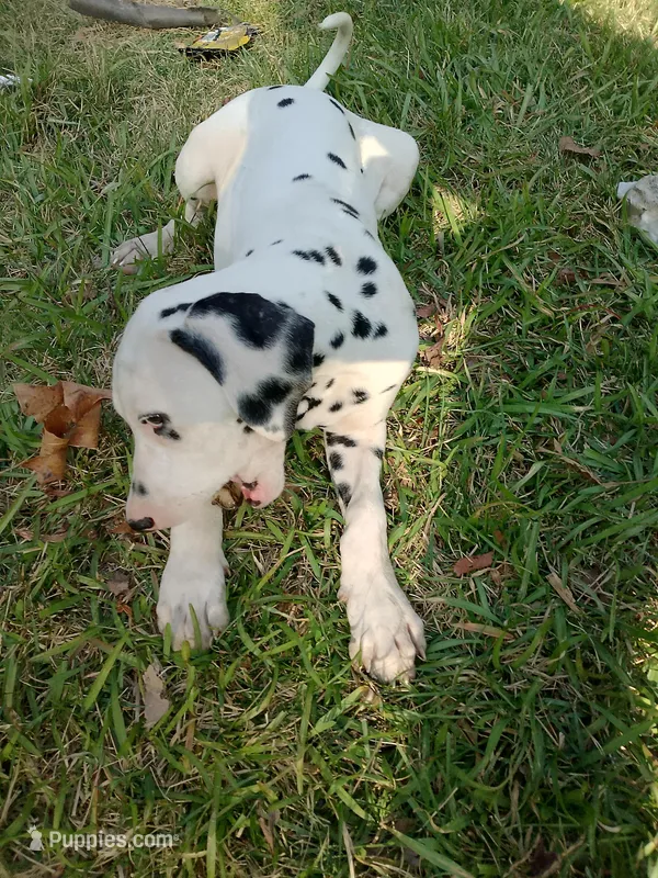 Rosaline Boy Green – Dalmatian puppy for sale in Groveton, TX