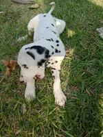 Rosaline Boy Green, a male Dalmatian for sale in Groveton, TX – Photo 1 of 7