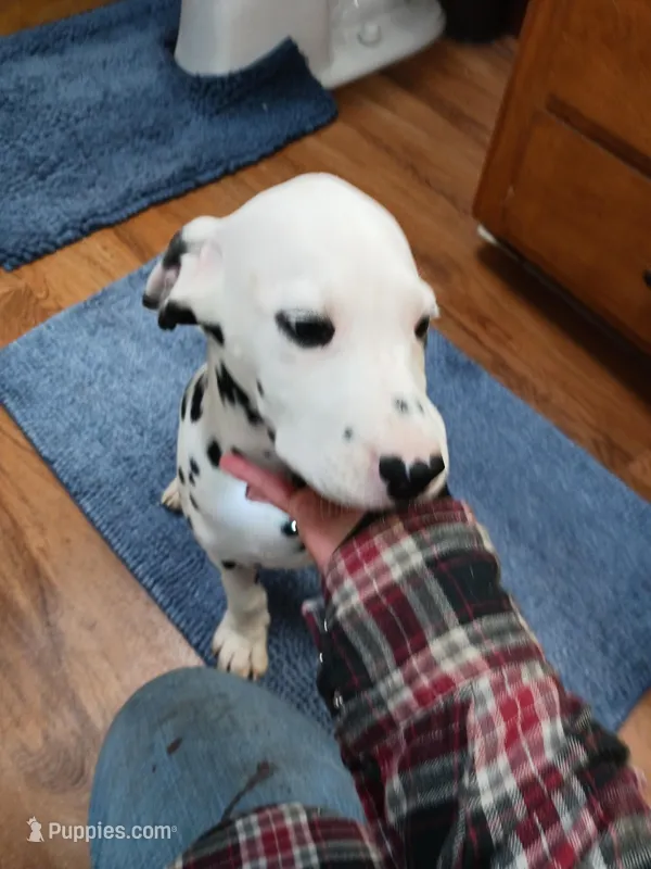 Rosaline Boy Green – Dalmatian puppy for sale in Groveton, TX