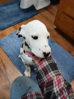 Rosaline Boy Green, a male Dalmatian for sale in Groveton, TX – Photo 2 of 7