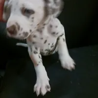 Orlando, a male Dalmatian for sale in Groveton, TX – Photo 1 of 7