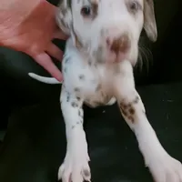 Orlando, a male Dalmatian for sale in Groveton, TX – Photo 2 of 7