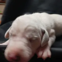 Orlando, a male Dalmatian for sale in Groveton, TX – Photo 5 of 7