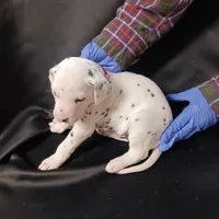 Orlando, a male Dalmatian for sale in Groveton, TX – Photo 3 of 7