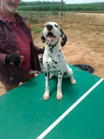 Rosaline's Girl Yellow, a female Dalmatian for sale in Groveton, TX – 2 of 7