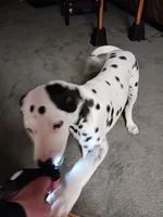 Benedick, a male Dalmatian for sale in Groveton, TX – 4 of 10