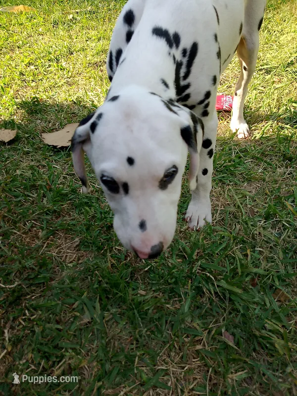 Gregory – Dalmatian puppy for sale in Groveton, TX