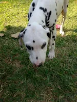 Gregory, a male Dalmatian for sale in Groveton, TX – Photo 1 of 8