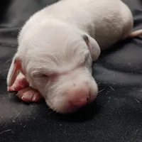 Gregory, a male Dalmatian for sale in Groveton, TX – Photo 5 of 7