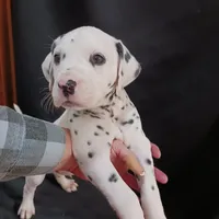 Gregory, a male Dalmatian for sale in Groveton, TX – Photo 2 of 7