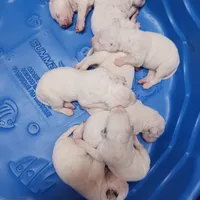 Gregory, a male Dalmatian for sale in Groveton, TX – Photo 7 of 7