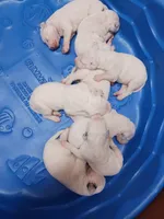 processed/b5bed411-53e7-41c7-915e-afc5210e6739/listing/ae597f9f-1144-4a17-93db-2c2861f246f0/e7272084-860b-4c8c-9694-b90cc02e1e79