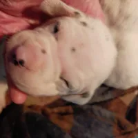 Gregory, a male Dalmatian for sale in Groveton, TX – Photo 4 of 7