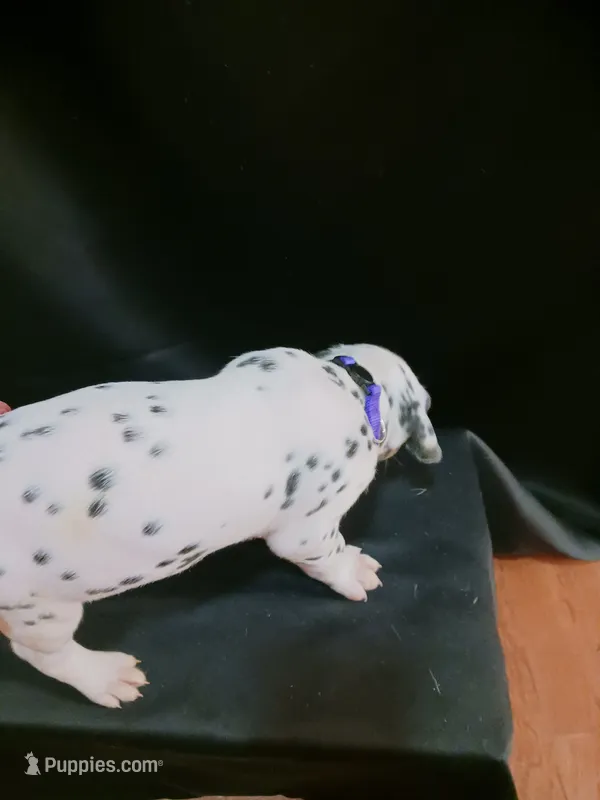 Rosaline' Purple Girl