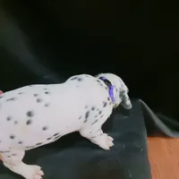 Rosaline' Purple Girl, a female Dalmatian for sale in Groveton, TX – Photo 2 of 4