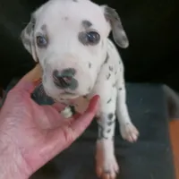 Rosaline' Purple Girl, a female Dalmatian for sale in Groveton, TX – Photo 3 of 4