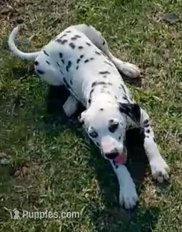 Rosaline' Purple Girl – Dalmatian puppy for sale in Groveton, TX