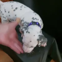 Rosaline' Purple Girl, a female Dalmatian for sale in Groveton, TX – Photo 4 of 4