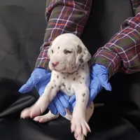 Peter, a male Dalmatian for sale in Groveton, TX – Photo 1 of 5