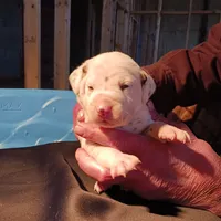 Peter, a male Dalmatian for sale in Groveton, TX – Photo 2 of 5