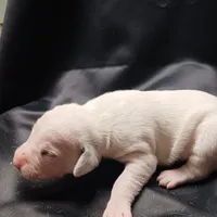 Peter, a male Dalmatian for sale in Groveton, TX – Photo 3 of 5